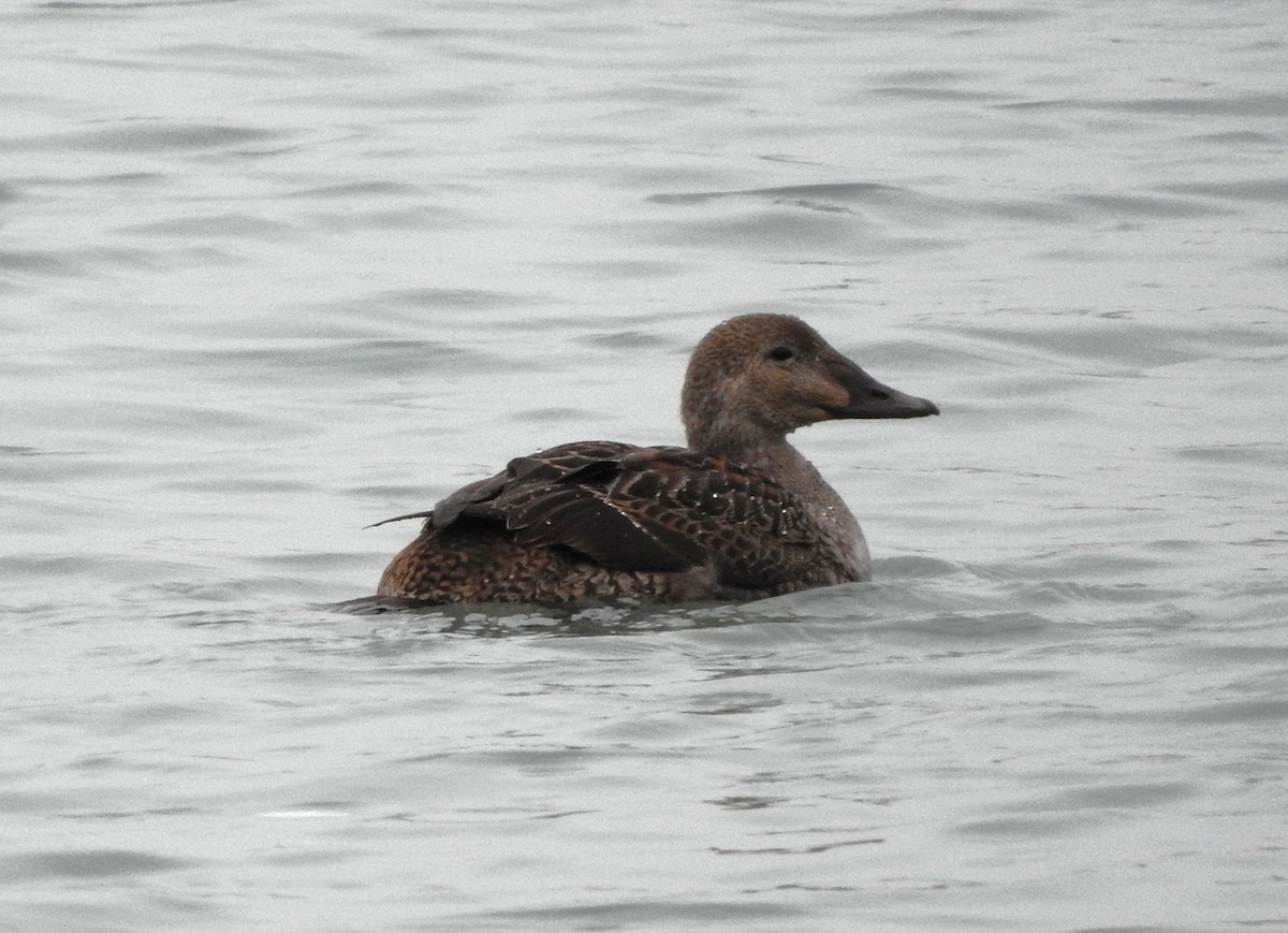 King Eider - Curt Hofer