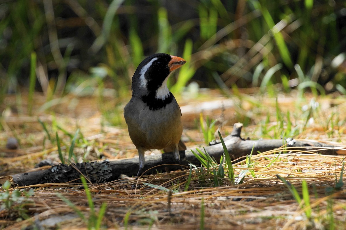 Golden-billed Saltator - ML75453521