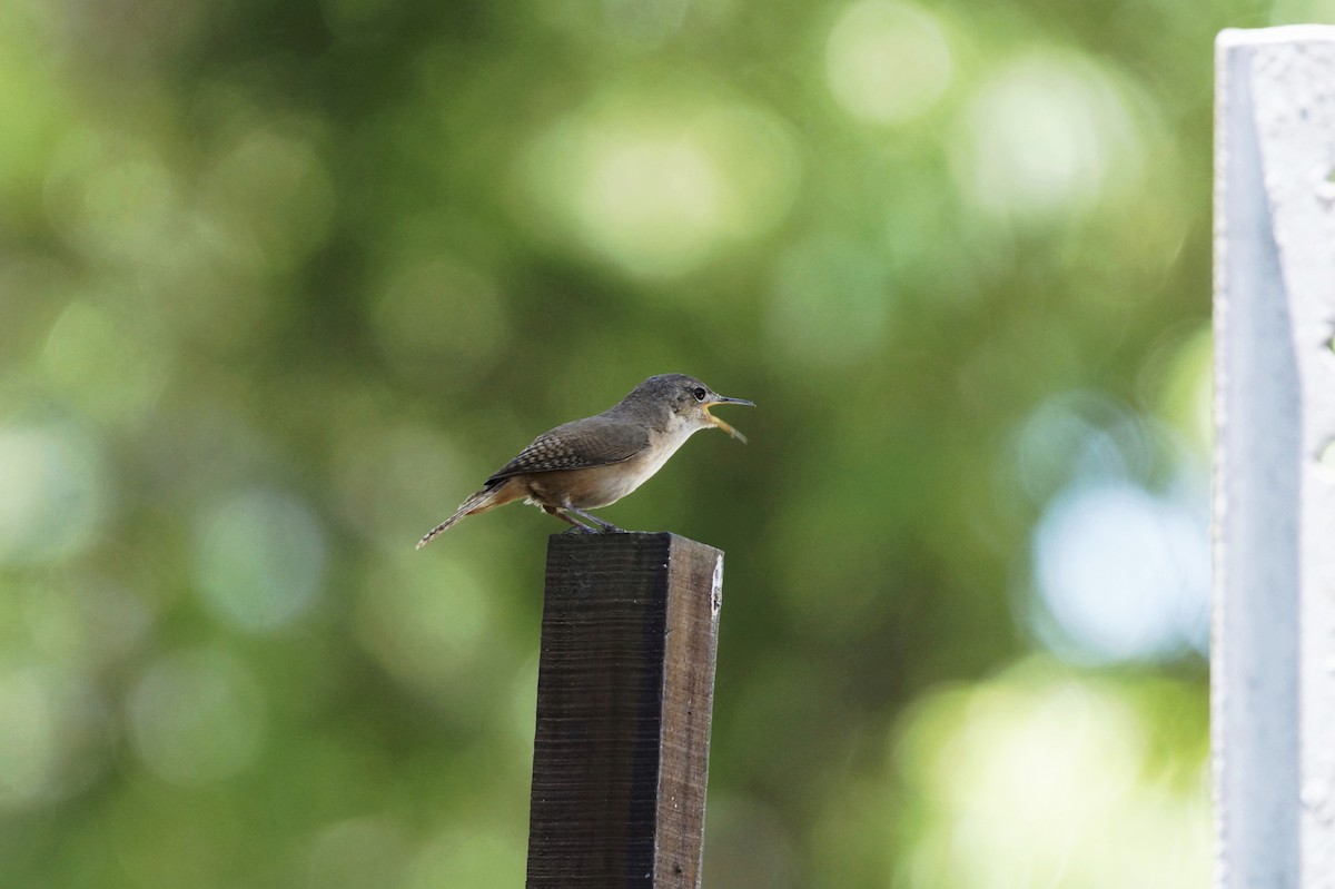 House Wren - ML75453591