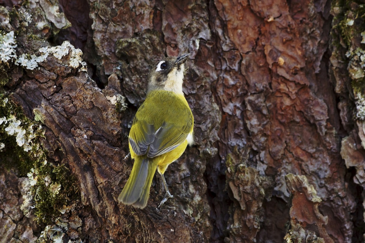 Common Chlorospingus - ML75453721