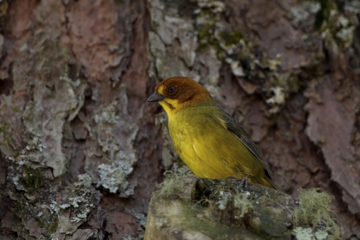 Fulvous-headed Brushfinch - ML75453741