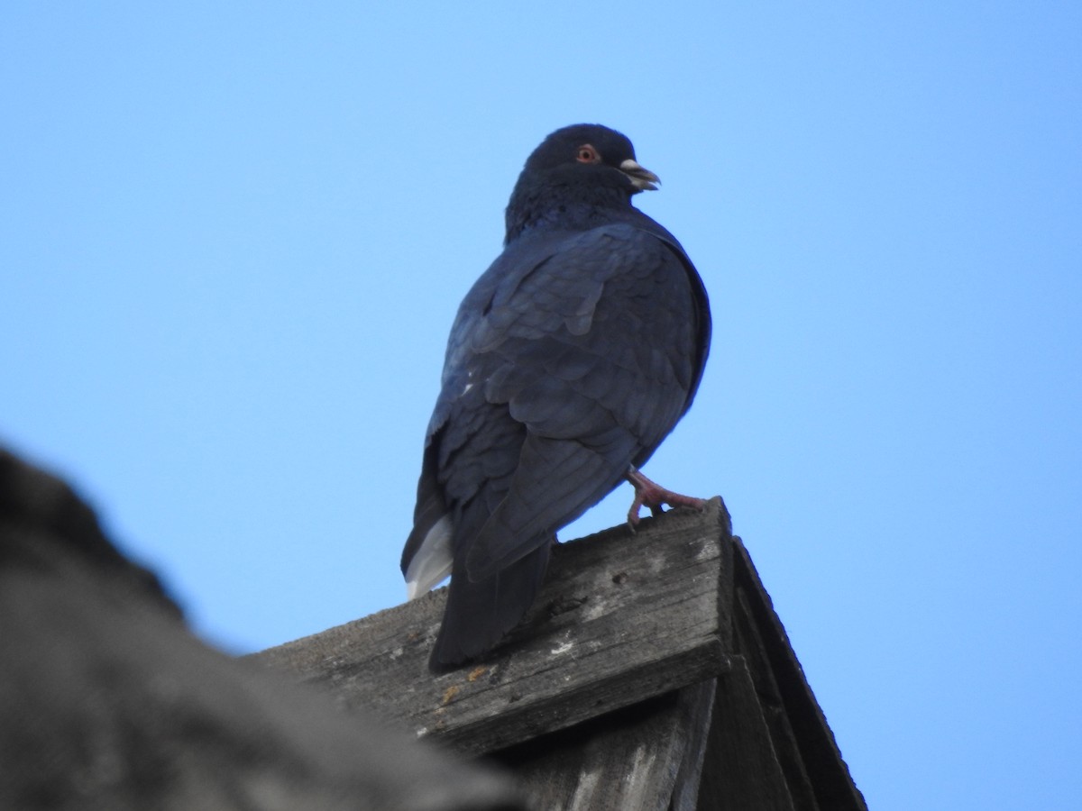 Rock Pigeon (Feral Pigeon) - ML75454821