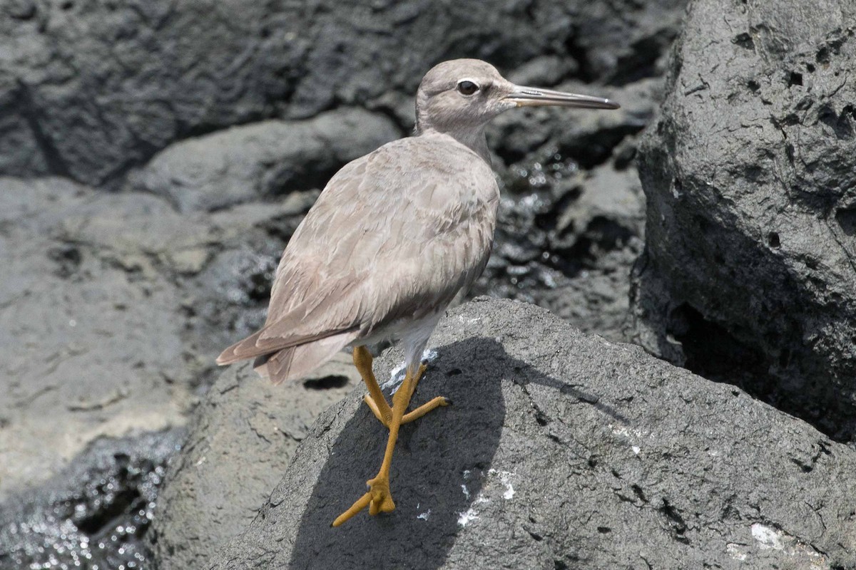 Wandering Tattler - ML75455881