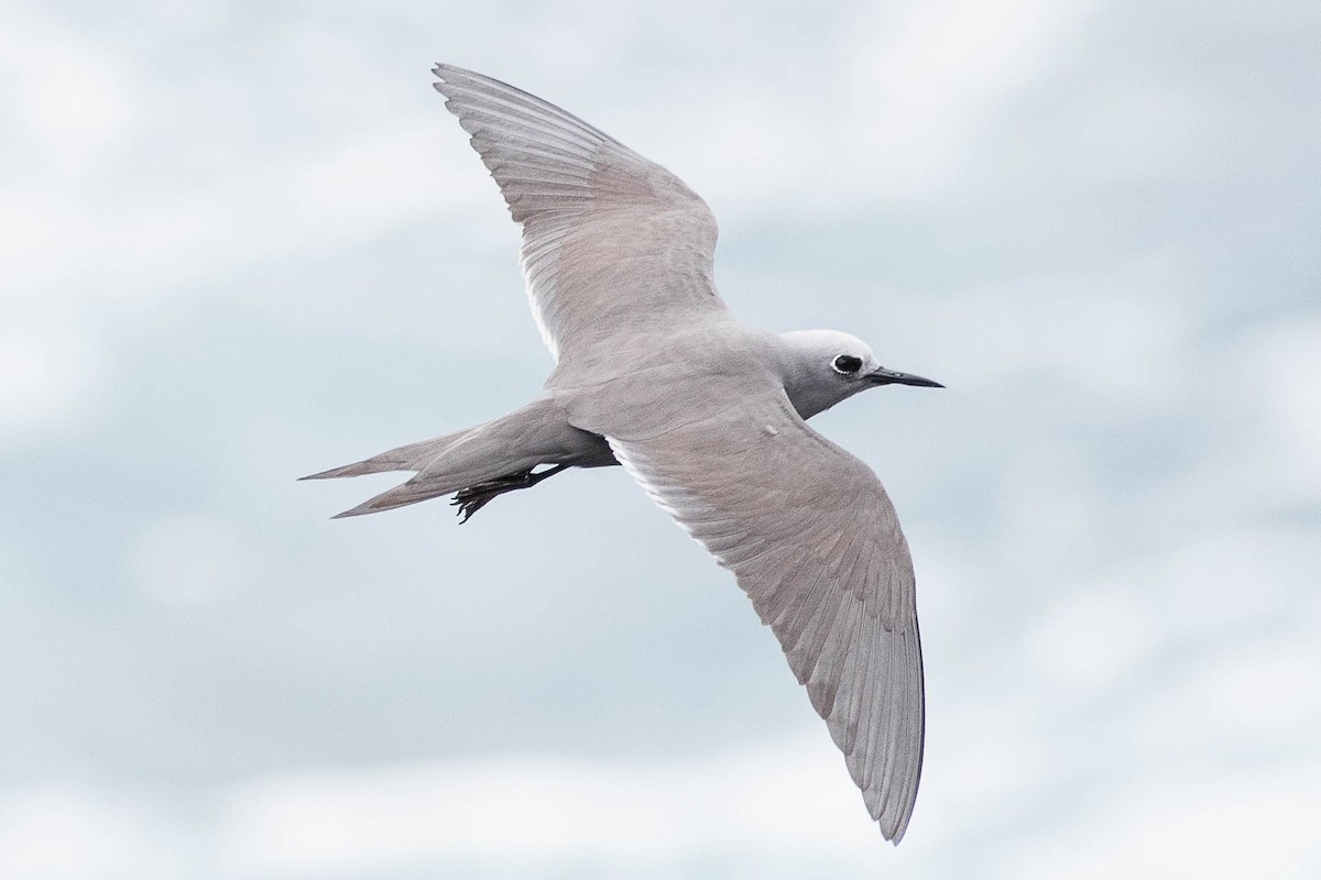 Blue-gray Noddy - Eric VanderWerf