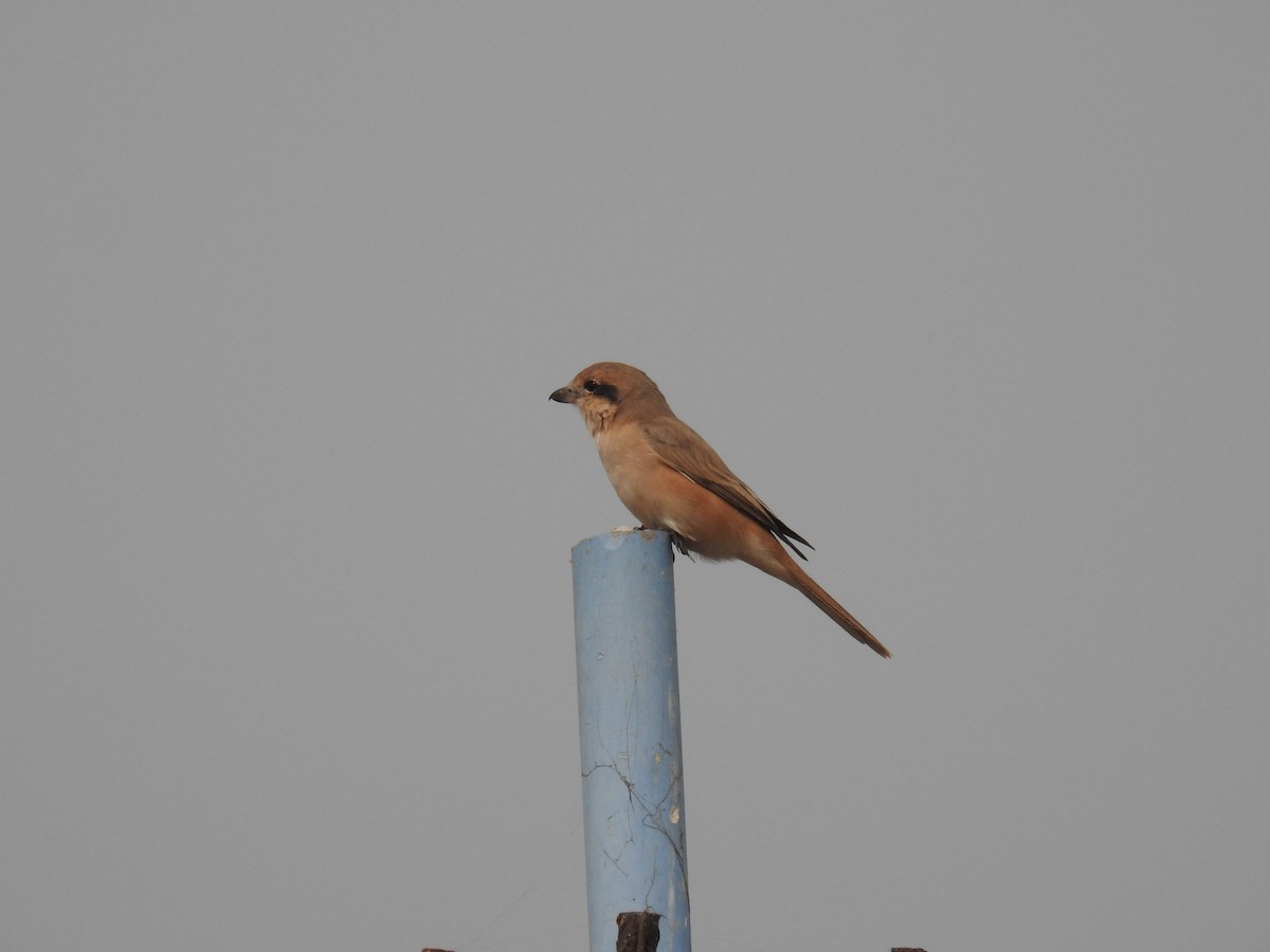 Isabelline Shrike - ML75456451