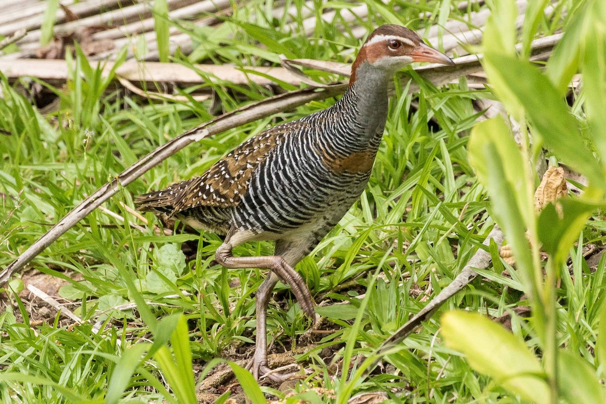 Buff-banded Rail - ML75456921