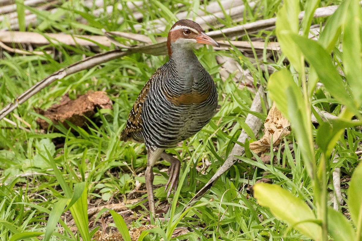 Buff-banded Rail - ML75457011