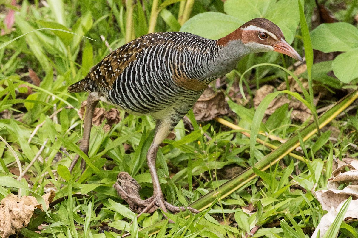 Buff-banded Rail - ML75457031