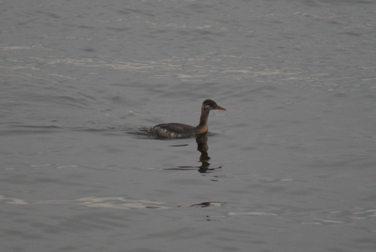 Red-necked Grebe - ML75457981