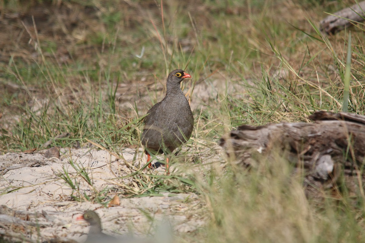 Red-billed Spurfowl - Dan Fox