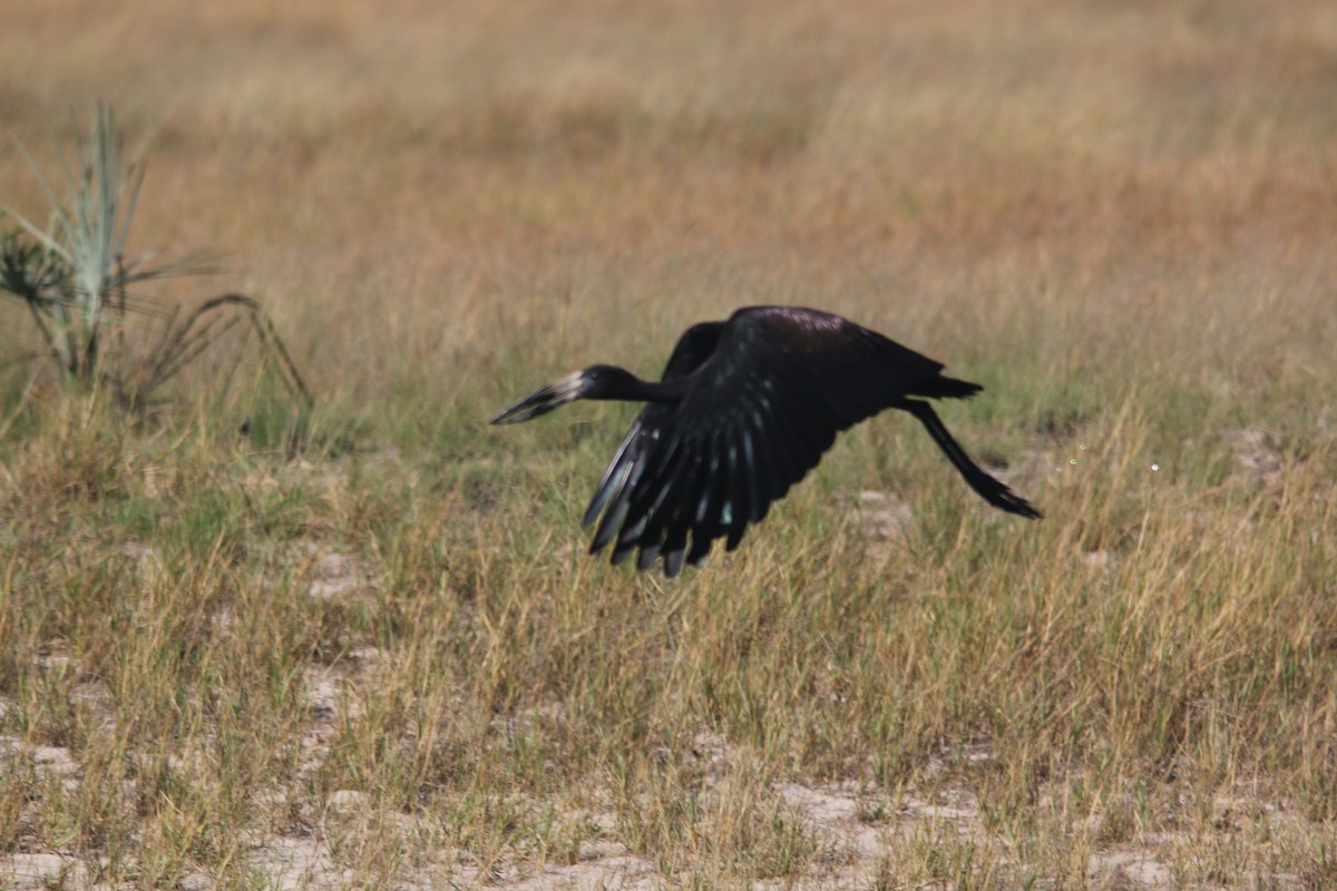 African Openbill - Dan Fox