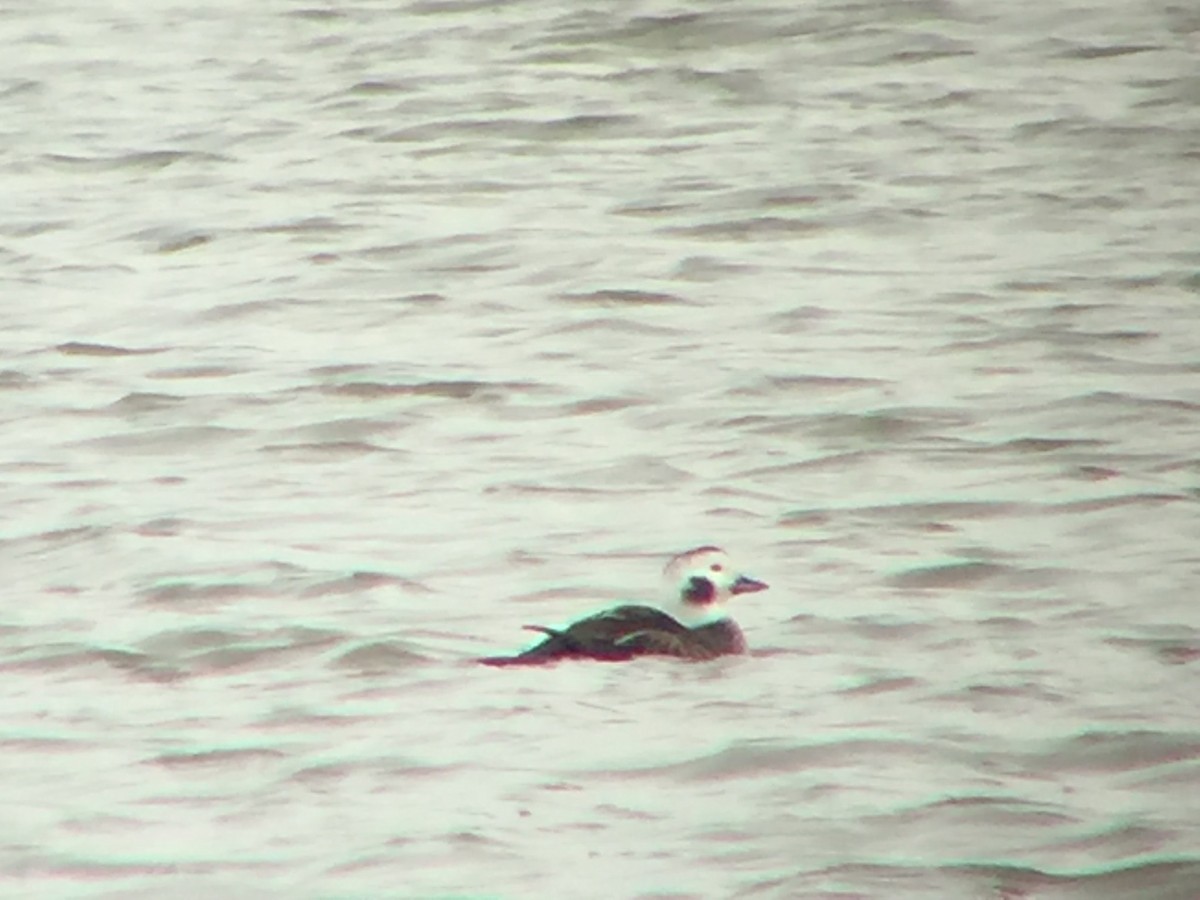Long-tailed Duck - ML75461191