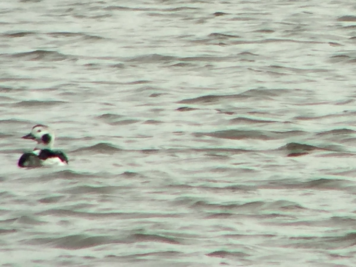 Long-tailed Duck - ML75461201