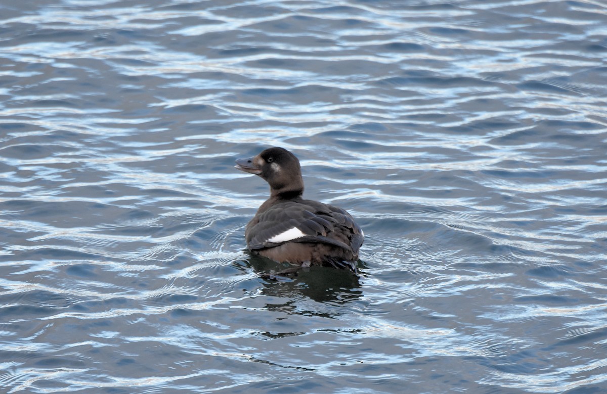 White-winged Scoter - ML75461661