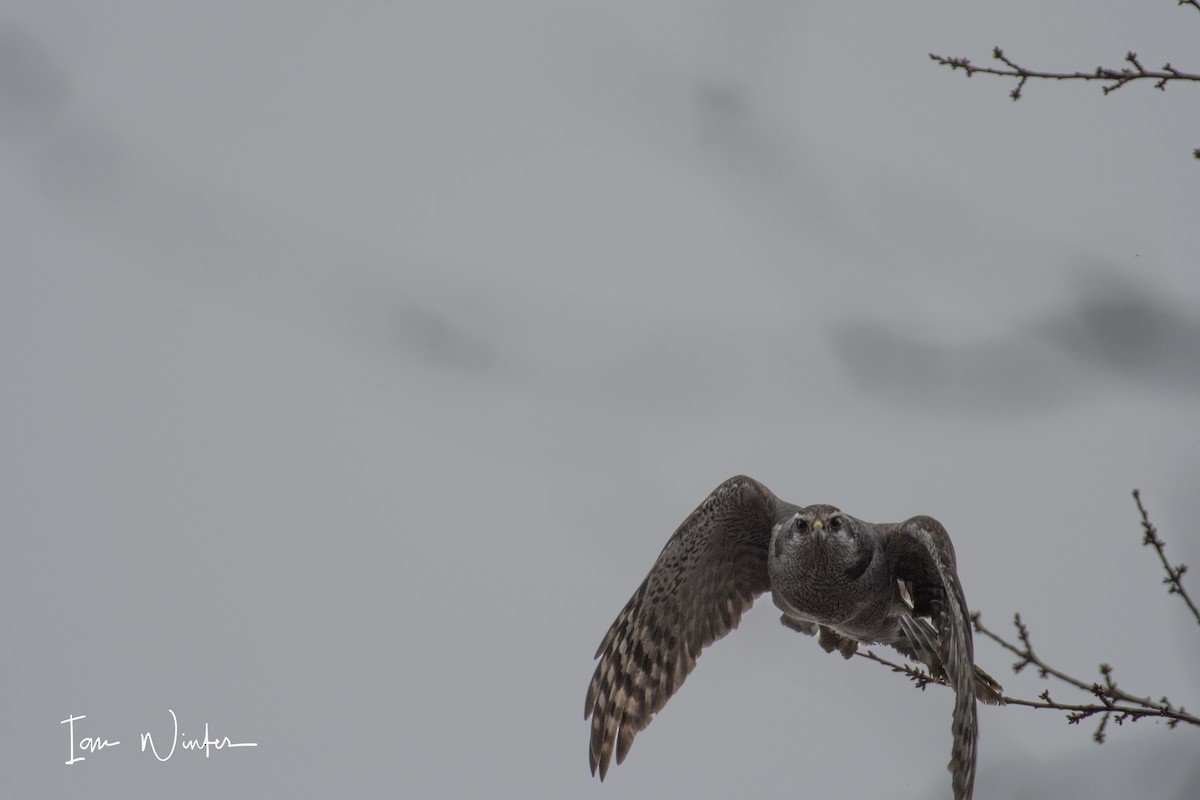 American Goshawk - ML75463811