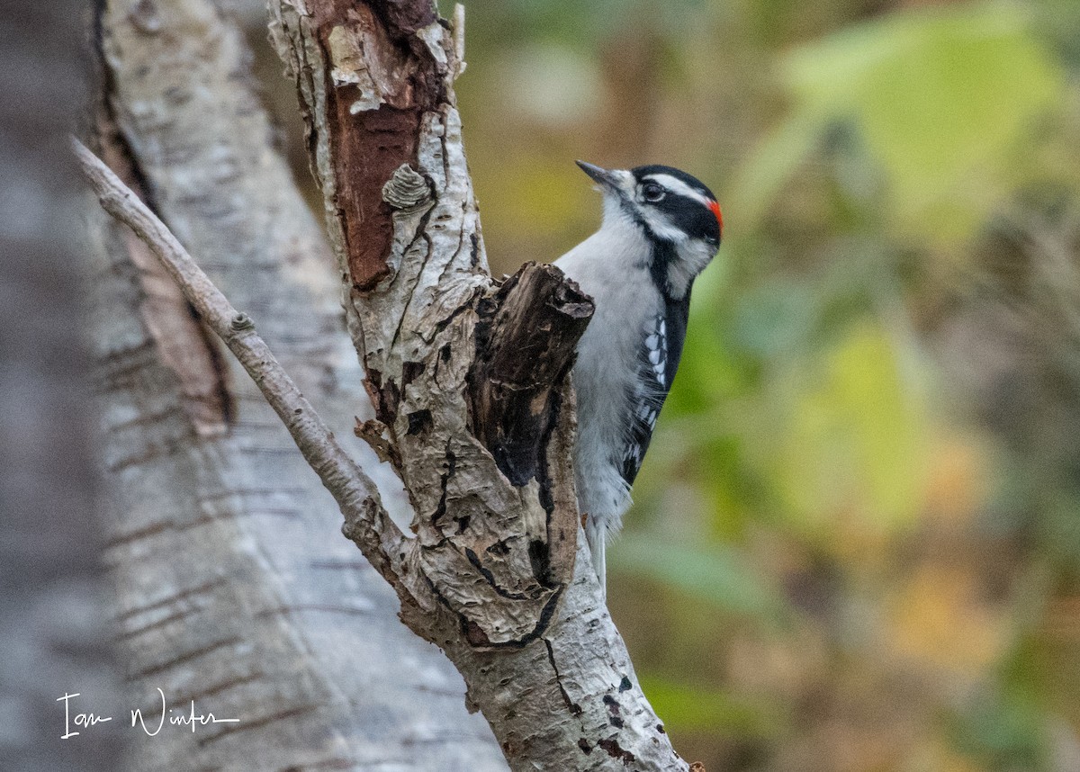 Downy Woodpecker - ML75463821