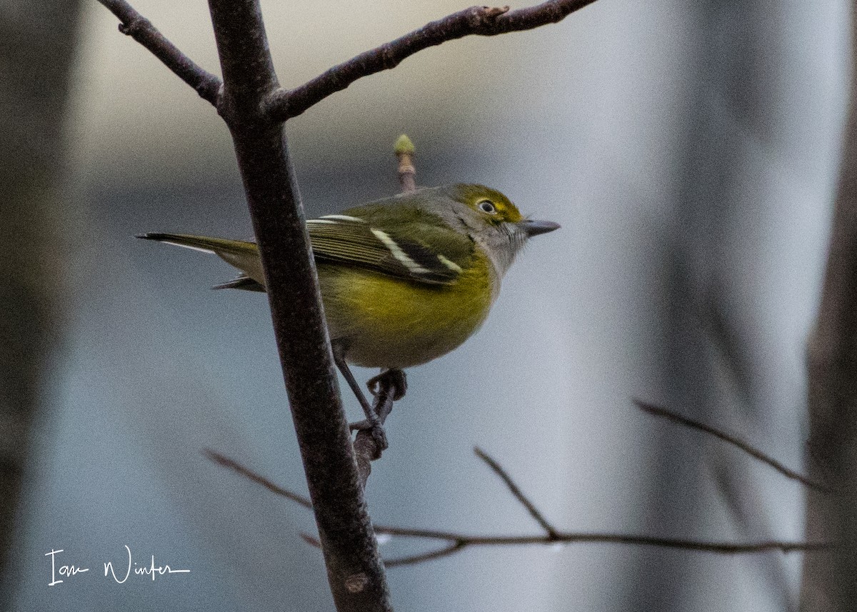 White-eyed Vireo - ML75463831