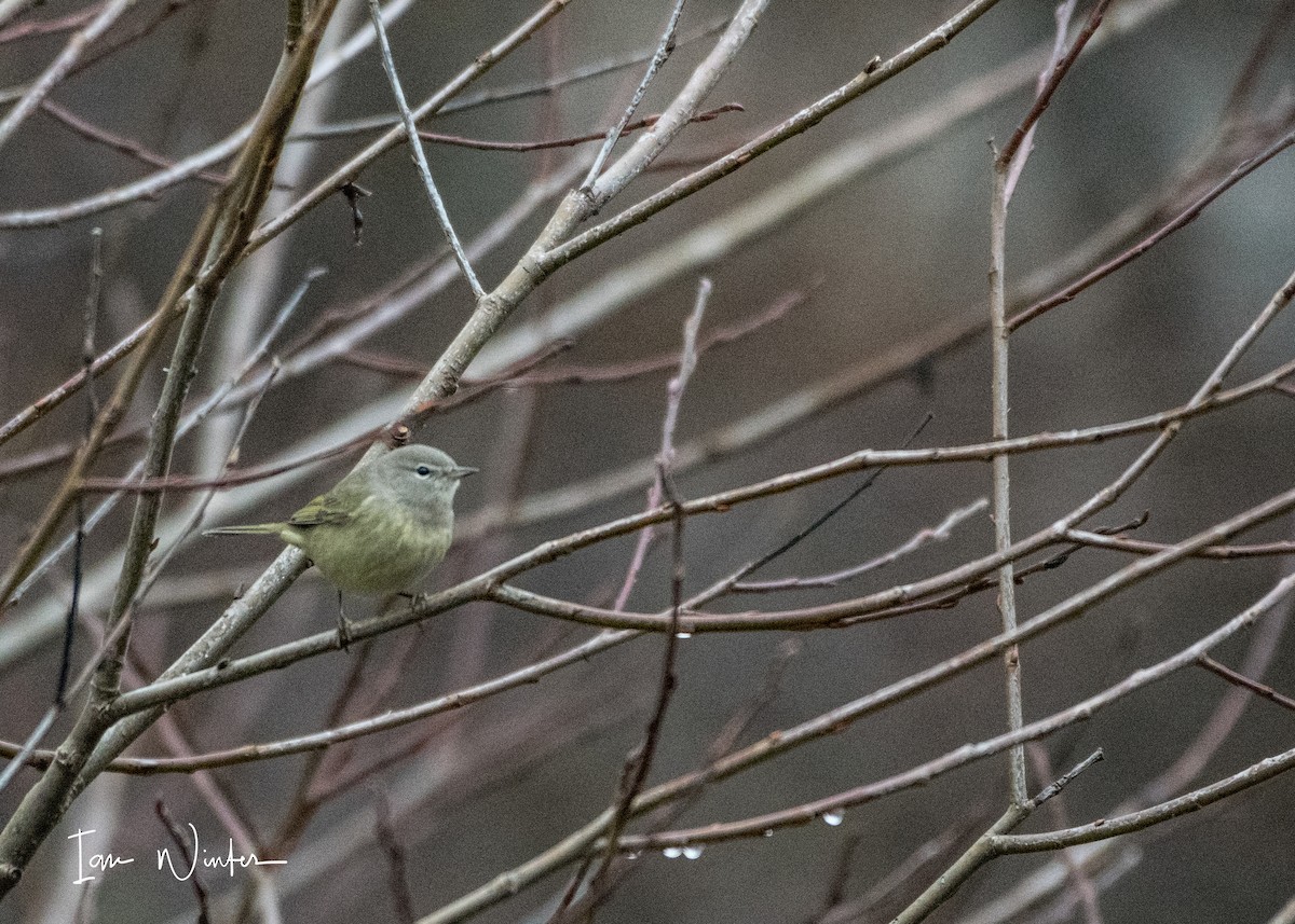 Orange-crowned Warbler - ML75463871