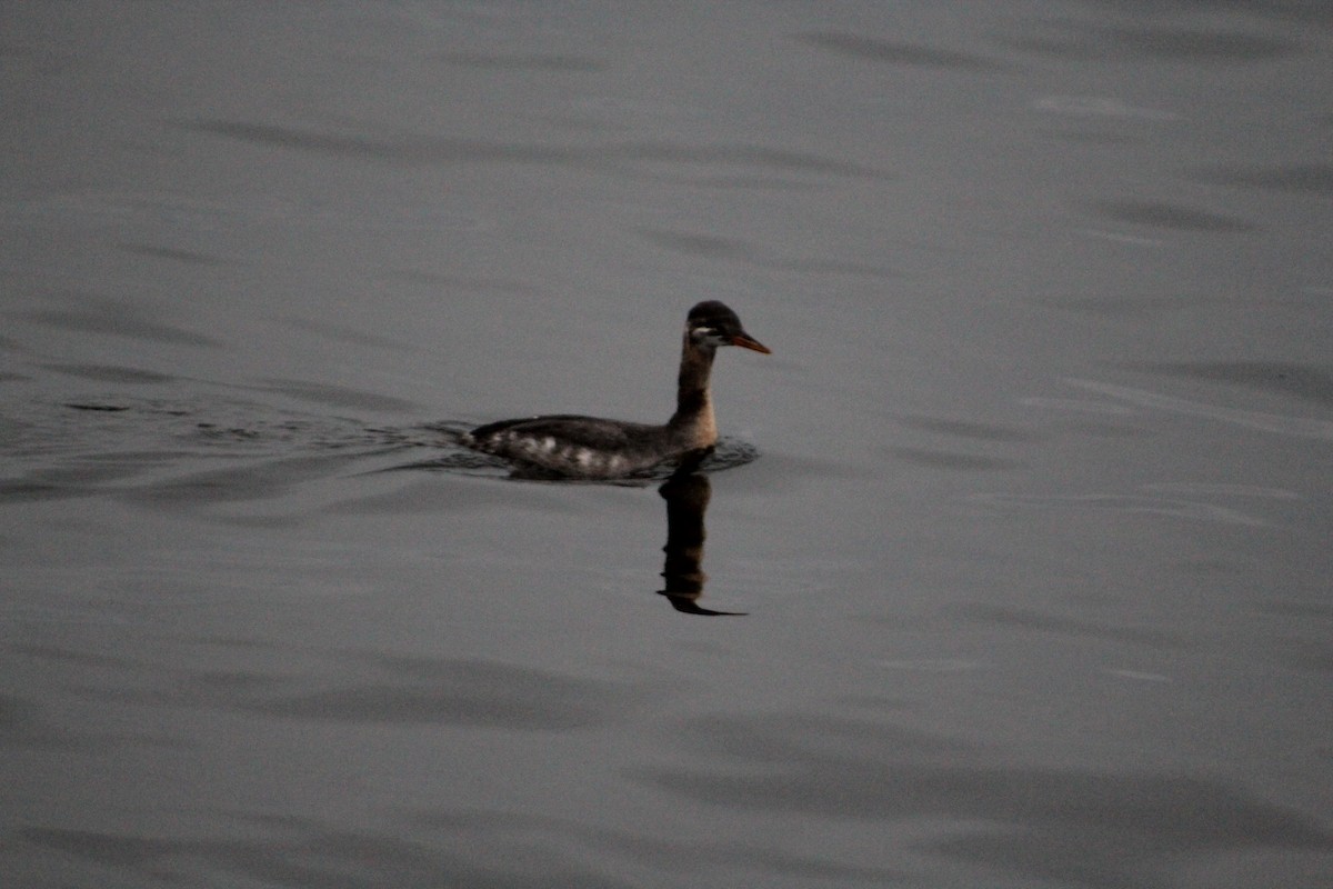 Red-necked Grebe - ML75464291