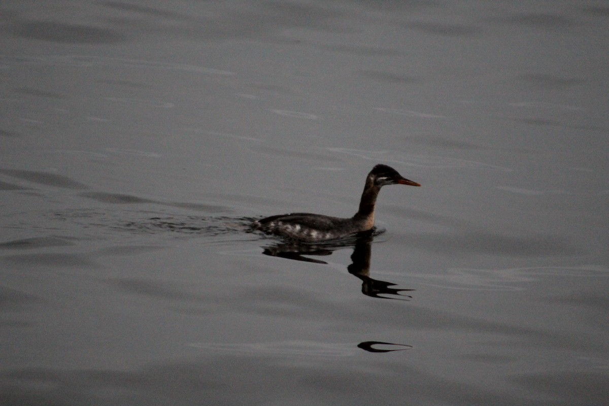 Red-necked Grebe - ML75464321