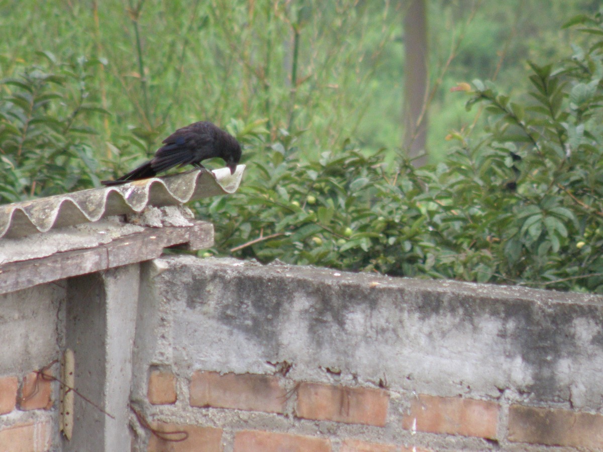 Groove-billed Ani - ML75464471