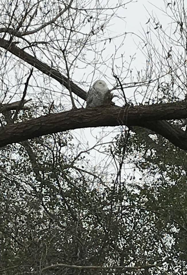 Snowy Owl - ML75466151