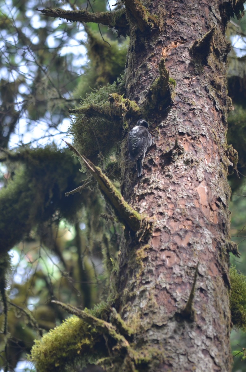 American Three-toed Woodpecker - ML75467701