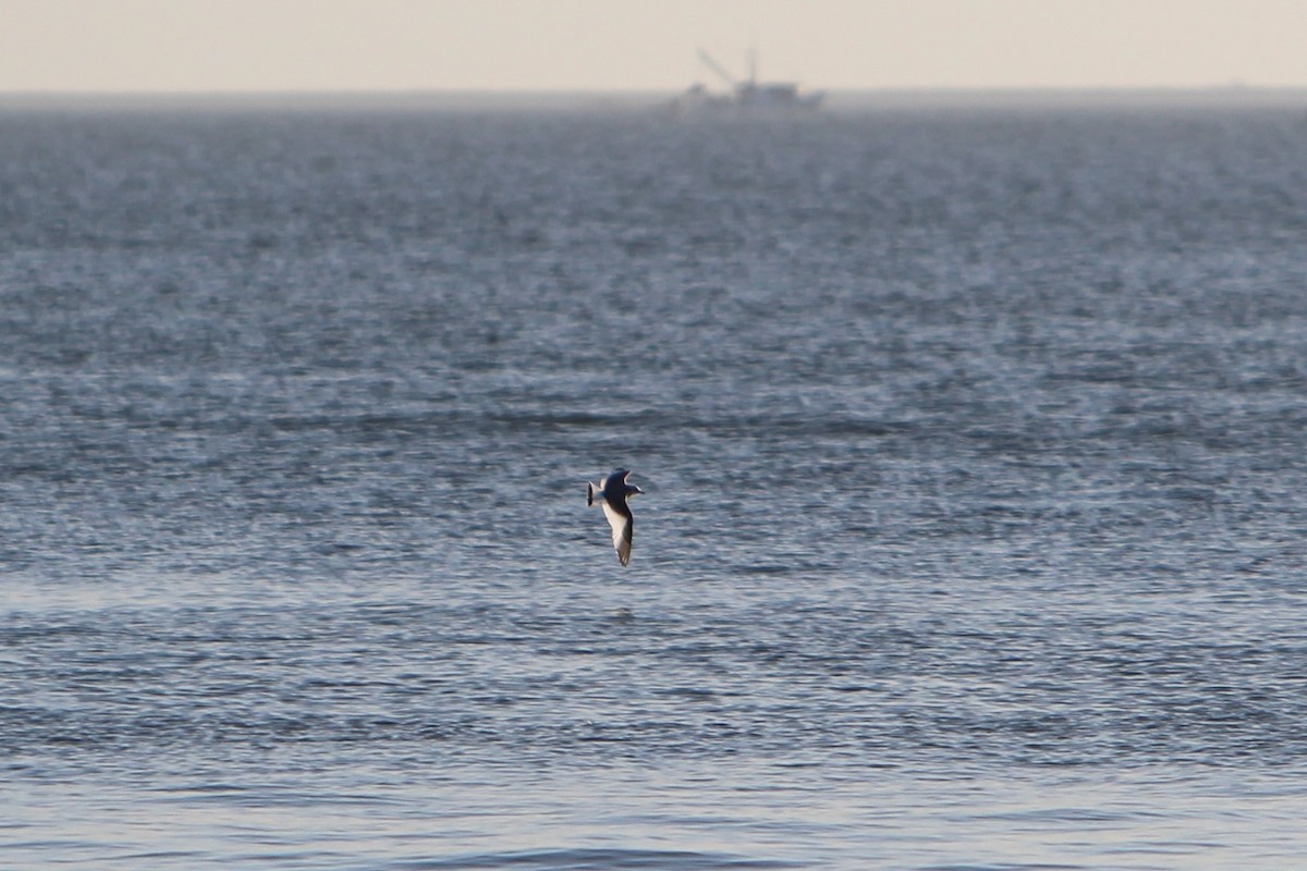 Sabine's Gull - ML75469831