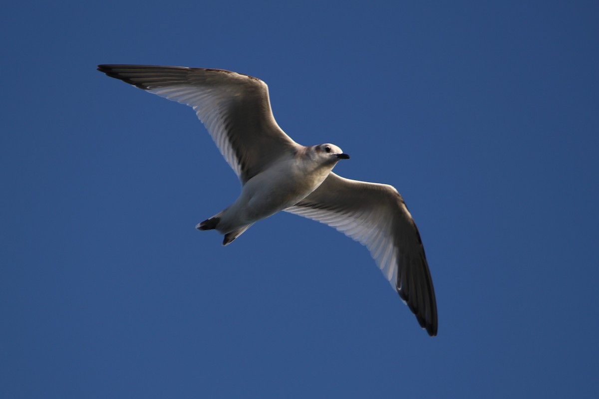 Sabine's Gull - ML75469871