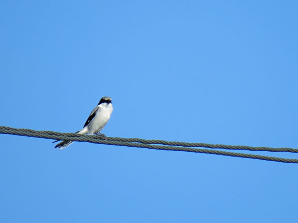 Loggerhead Shrike - ML75470791