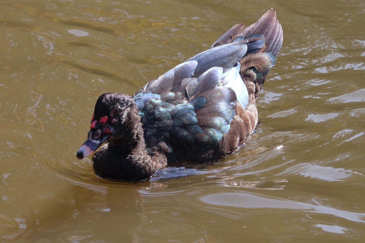 Muscovy Duck (Domestic type) - ML75471891