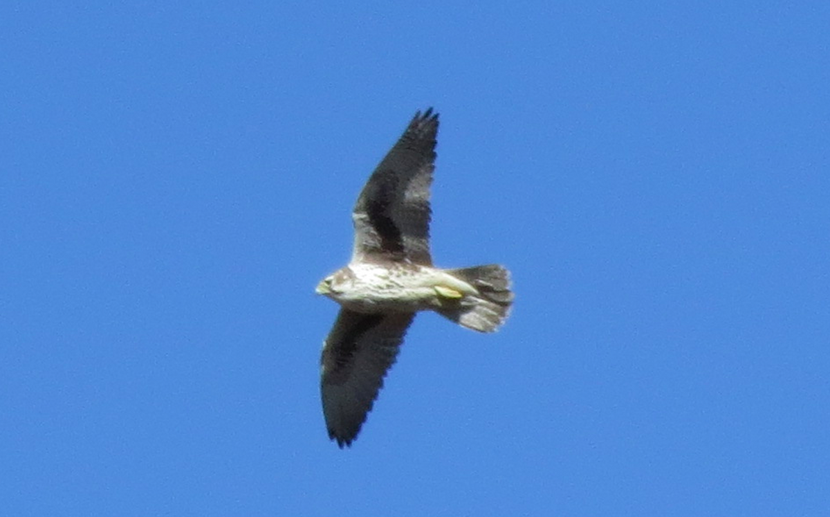 Prairie Falcon - ML75472061