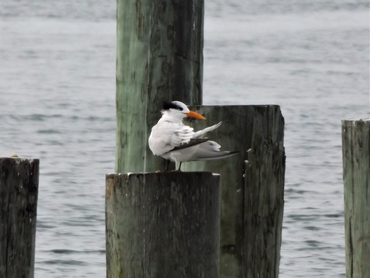 Royal Tern - Emilie Snyder