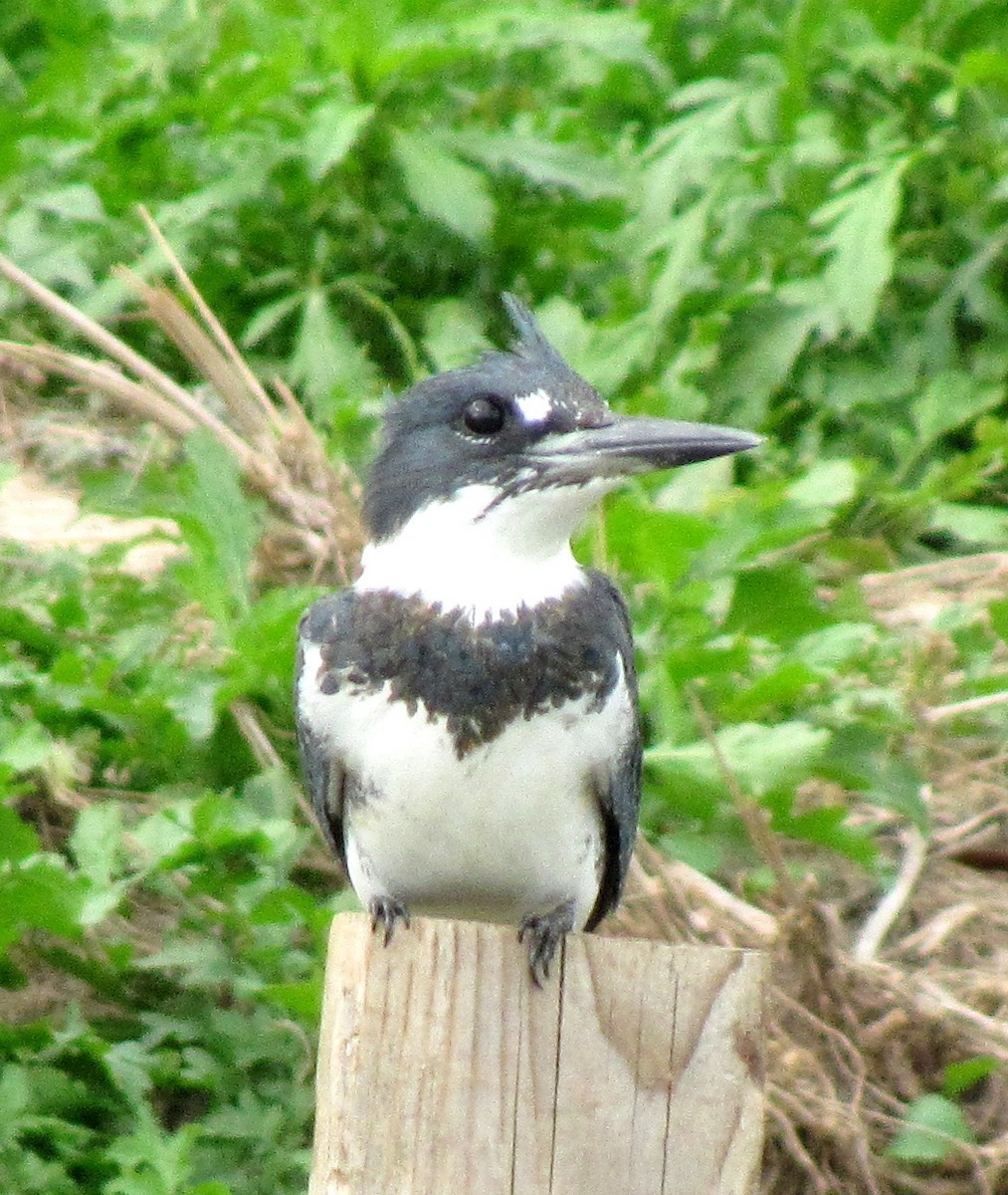 Belted Kingfisher - Christie Becu
