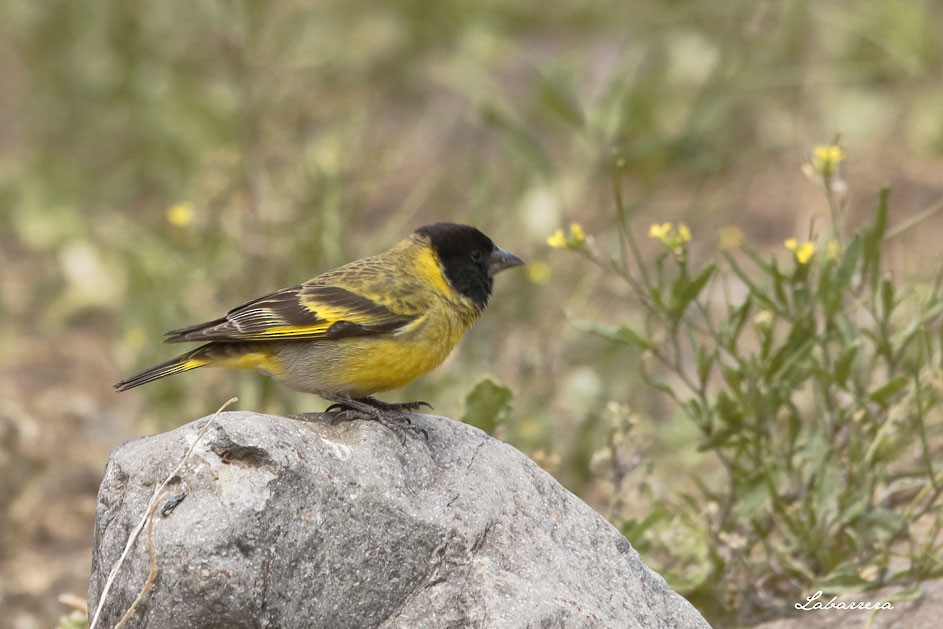 Thick-billed Siskin - ML75474461