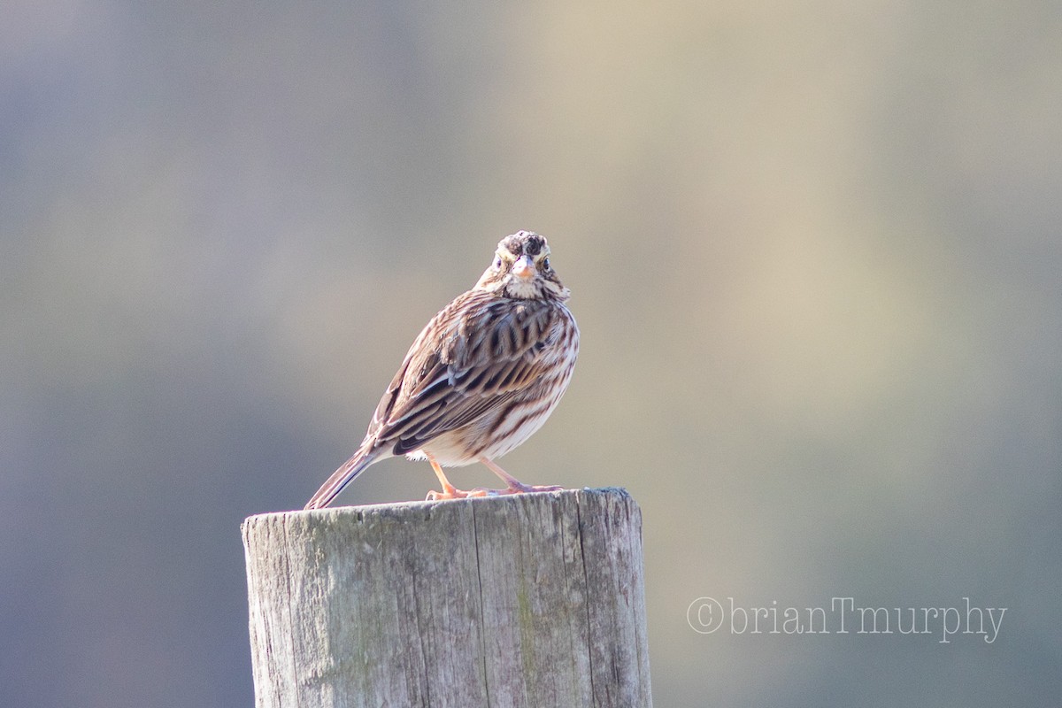 Savannah Sparrow - Brian Murphy