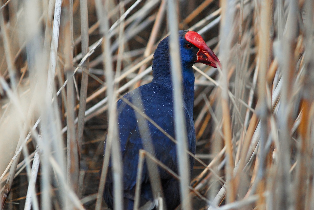 Western Swamphen - ML75474791