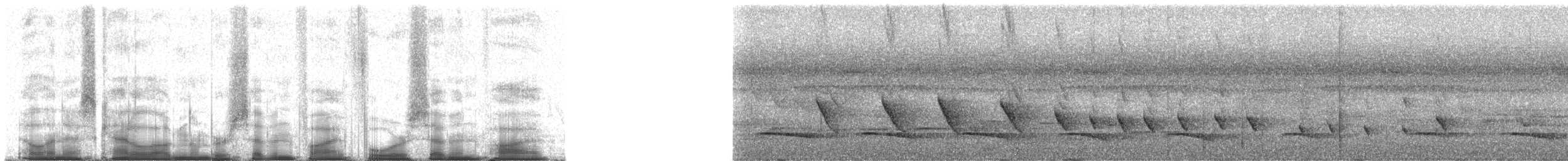 Усатый шелкопёр - ML75475