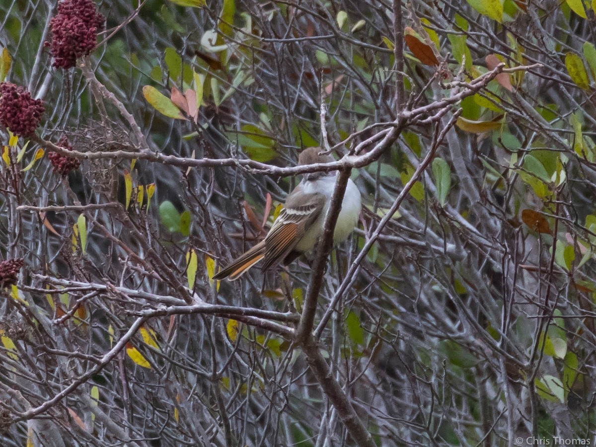 Ash-throated Flycatcher - ML75475641