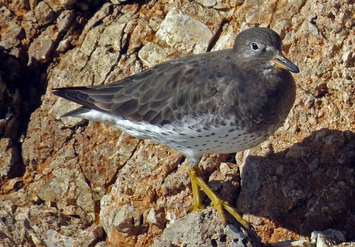 Surfbird - ML75477611