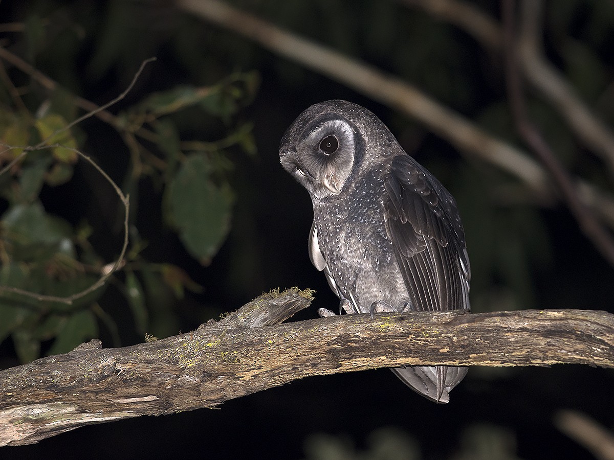 Sooty Owl - Tim Bawden