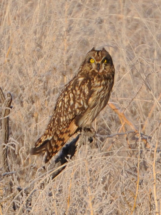 Short-eared Owl - ML75478651