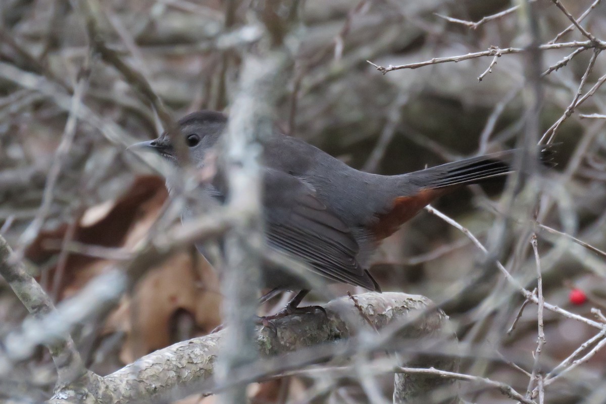 Gray Catbird - ML75478761