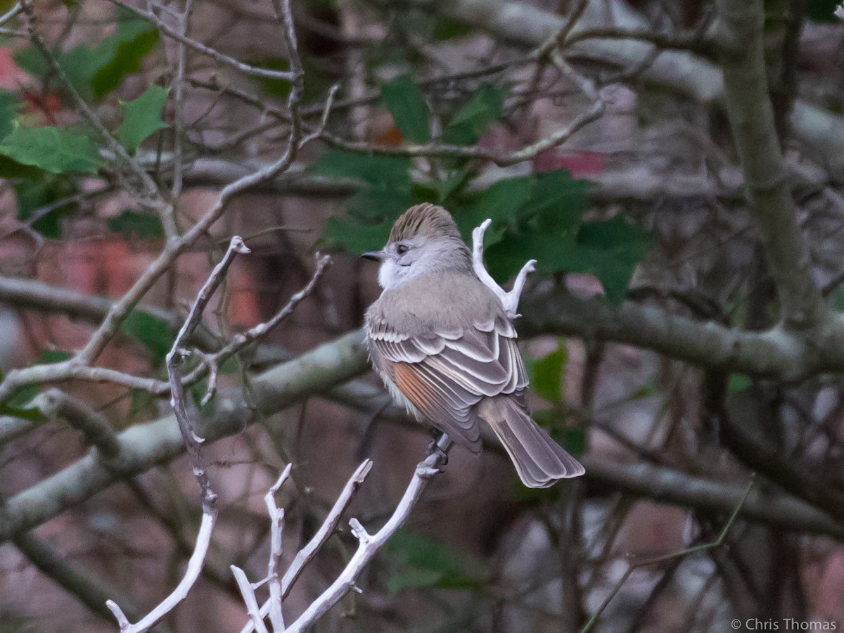 Ash-throated Flycatcher - ML75479151