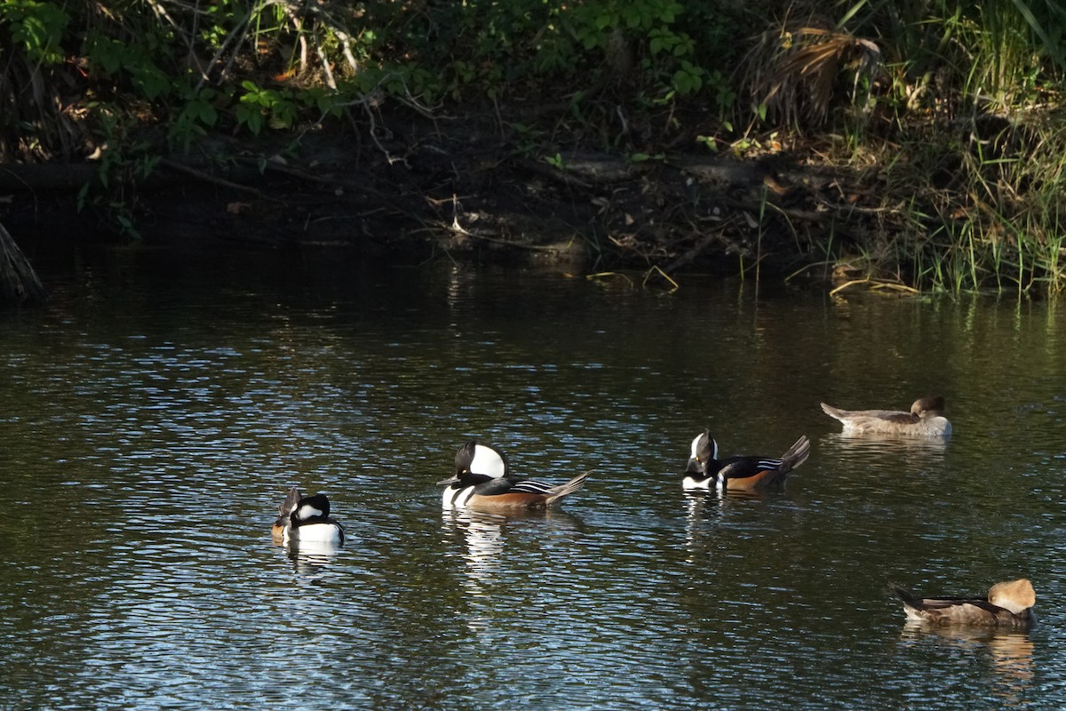 Hooded Merganser - ML75479171