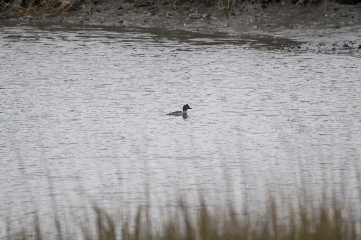 Common Goldeneye - ML75479181