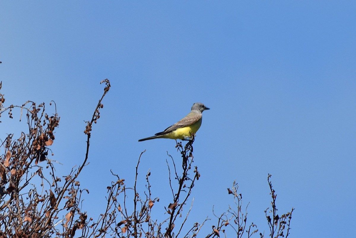 Western Kingbird - ML75479521