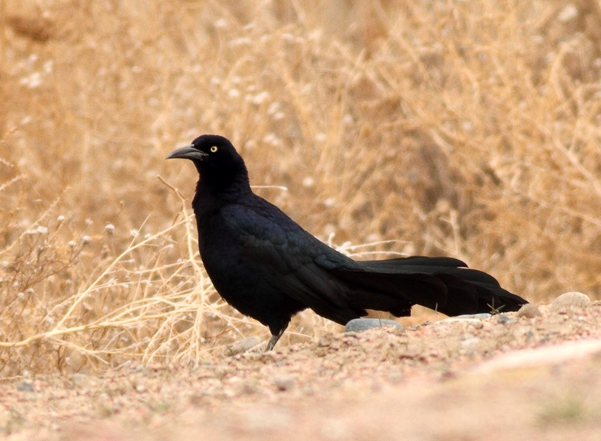 Great-tailed Grackle - Robb Hinds