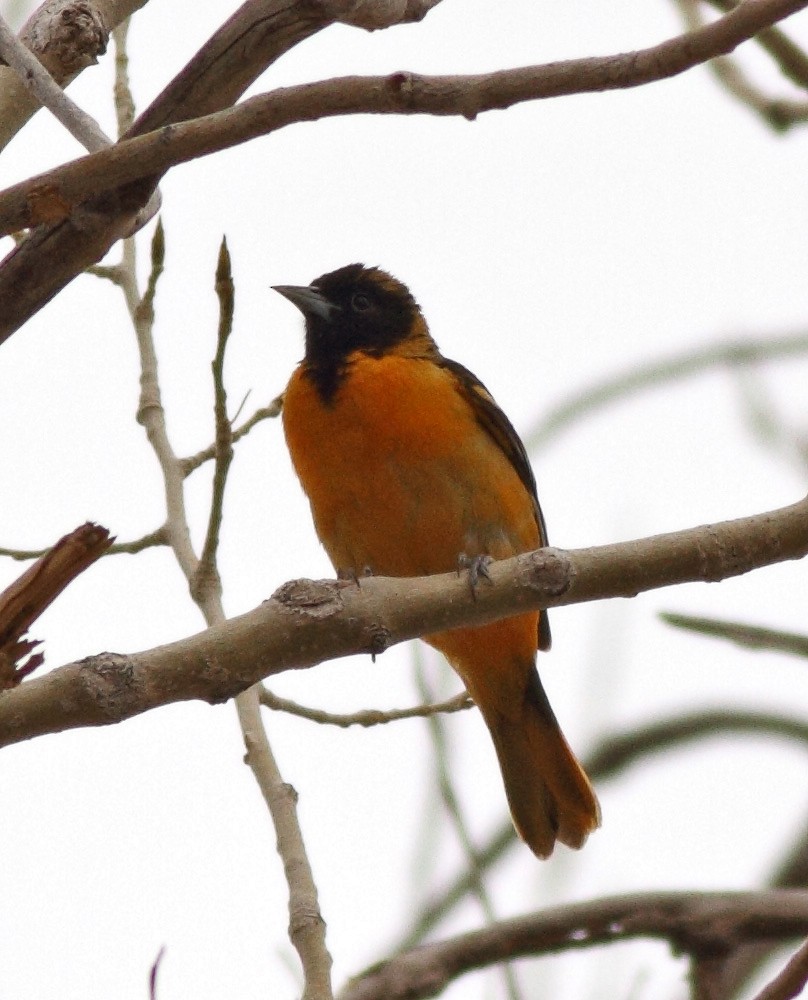 Oriole de Baltimore - ML75480351