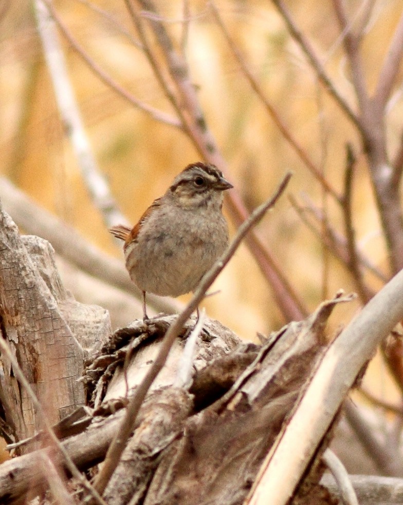 Swamp Sparrow - Robb Hinds